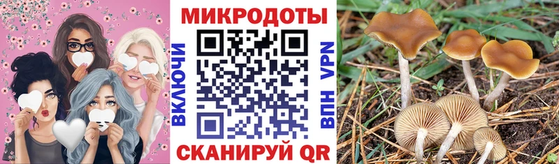 закладка  Полысаево  Псилоцибиновые грибы мухоморы 